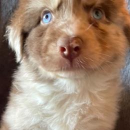 Australian Shepherds from Hope Risings Aussies