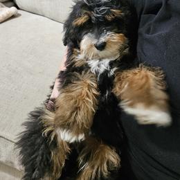 Boy 1 - Tri-color male Bernedoodle puppy in Schertz, Texas from Kat's Teddydoodles