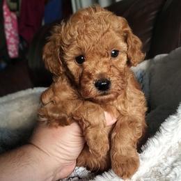 Stanley - Red Mini Poodle Raised in Home - Red  male Poodle puppy in Falcon, Missouri from Cedar House Heritage Poodles | AKC Toy & Miniature Poodle Puppies Raised in Home