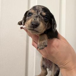 Lola - Dapple female Dachshund puppy in Miami, Florida from Teenie Bikini Weenies