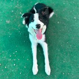 Vic - Black and white female Border Collie puppy in Oakley, California from Von Guadachi German Shepherds & Audacity Border Collies