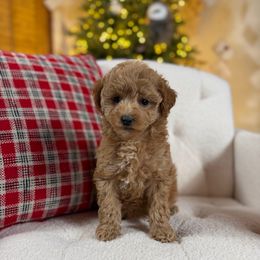 McKinley - Apricot female Goldendoodle puppy in Sedona, Arizona from Garside Doodles