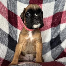 Girl 2 - Fawn female Boxer puppy in Cicero, New York from MK Boxer Haven of CNY