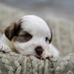 Noel - Parti female Miniature Schnauzer puppy in Collinsville, Mississippi from Hillside Kennels