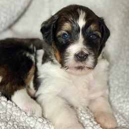 Charlie - Tri-color male Bernedoodle puppy in Louisville, Kentucky from Darlin’s Doodles
