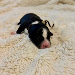 Hut-hut - Black & white male Australian Shepherd puppy in Jacksonville, Florida from Autumn's Aussies