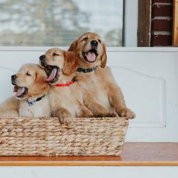 Golden Retriever Puppies from Morgan’s Heart of Gold Retrievers