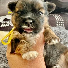 Yellow - Black and tan male Shorkie puppy in Albemarle, North Carolina from Wilson Kennel
