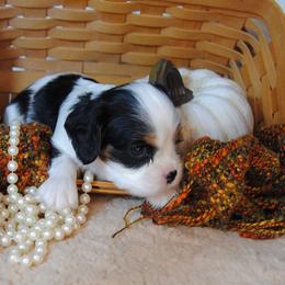 Betsy - Tri-color female Cavalier King Charles Spaniel puppy in Mountain Grove, Missouri from Dogwood & Sassafras Companions