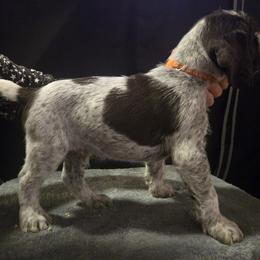 Mr. Orange - Liver male German Wirehaired Pointer puppy in Madison, Missouri from Show Me Kennels