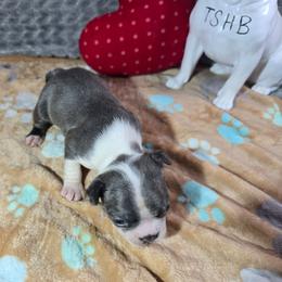 Daisy - Blue female Boston Terrier puppy in Millers Creek, North Carolina from Tumbling Shoals Hilltop Bostons