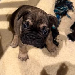 Prancer - Fawn and white female French Bulldog puppy in Greenville, Texas from Big Bullies N Texas