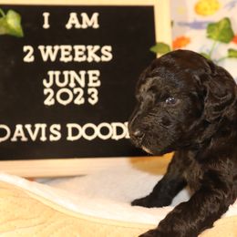 Goldendoodle Puppies from Davis Doodles