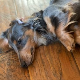 Buttermilk - Dachshund