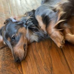 Buttermilk - Dachshund