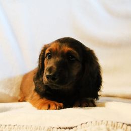 Squeak - Sable female Dachshund puppy in Sterling, Colorado from Country Chics Doxies