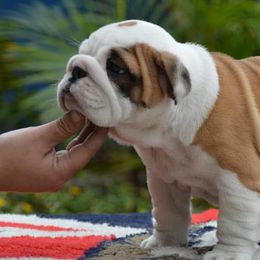 Bulldogs from De La Venturosa