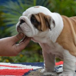 Bulldogs from De La Venturosa