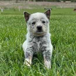 Boy 5 - Blue male Australian Cattle Dog puppy in Irvington, Kentucky from Dry Valley’s Australian Cattle Dogs