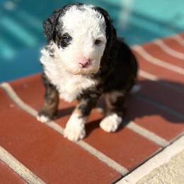 Pluto - Tri-color male Bernedoodle puppy in Spring, Texas from Sterling Star Doodles