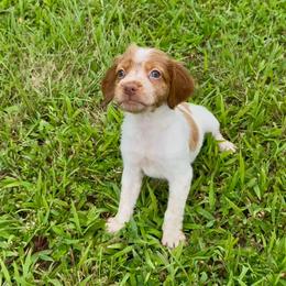 B B - Orange roan female Brittany puppy in Stillwater, Oklahoma from Kennel de Fowler