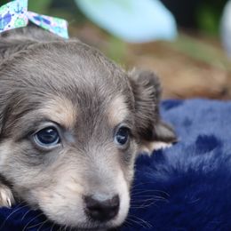 Dachshunds from Bowdachs Cream Pies