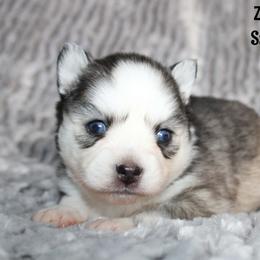 Zucchini - Gray and white female Pomsky puppy in Centerville, Iowa from LJ Kennels Pomskies, LLC