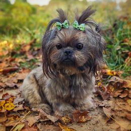 Ewok - Brindle male Shih Tzu puppy in Barren Springs, Virginia from Seeking Shalom Acres Maltese, Maltipoos & Havamalts