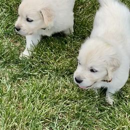Golden Retriever and Jack Russell Terrier Puppies from Shelby Burleson's Golden Retrievers and Jack Russell Terriers