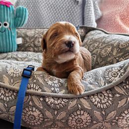 Durango - Red  male Goldendoodle puppy in Chino Valley, Arizona from Bass Creek Doodles