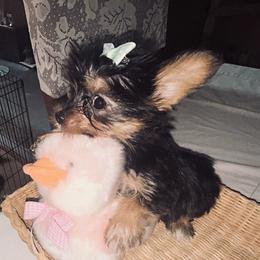 Yorkipoo puppies from Shirley's Yorkipoos and Yorkshire Terriers