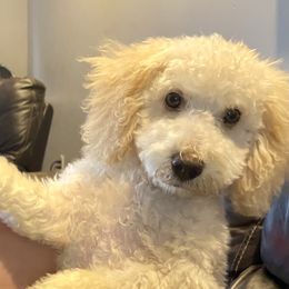 Henry - Goldendoodle