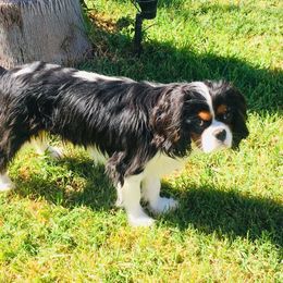 Daulton  - Cavalier King Charles Spaniel