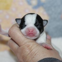 Daisy 4,000 - Black and white female Chihuahua puppy in Cache, Oklahoma from Charming Lil Chihuahuas