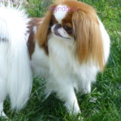 Candy - Japanese Chin
