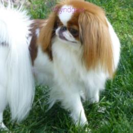 Candy - Japanese Chin