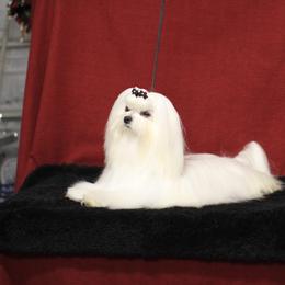 Maltese All Grown Up from Wind River Maltese
