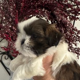 Mookie - Tricolor male Shih Tzu puppy in Clovis, California from California Dreamin’ Shih Tzus