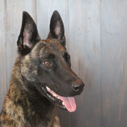 Belgian Malinois, Dutch Shepherds, and xDutch Shepherds from Von Der King Working Dogs