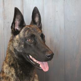 Belgian Malinois, Dutch Shepherds, and xDutch Shepherds from Von Der King Working Dogs