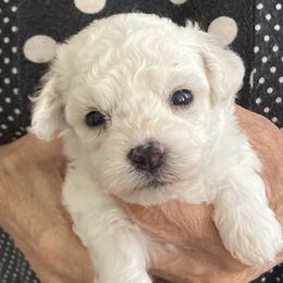Puppy - White and buff female Bichon Frise puppy in Greenville, South Carolina from Almaza Bichons