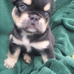 Chewy - Tricolors male French Bulldog puppy in Stockton, Missouri from Willis Family Frenchies