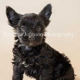 Black and white male - Parti male Yorkshire Terrier puppy in Waco, Texas from Betterthan Chocolate Yorkies