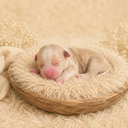 Butterscotch - Cream male Companion Cross puppy in Decatur, Illinois from Petite Pups