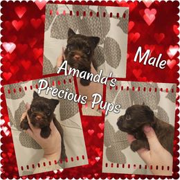 Boy 2 - Chocolate and tan Yorkshire Terrier puppy in Wartburg, Tennessee from Amanda's Precious Pups