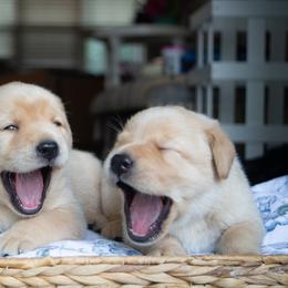 Doberman Pinscher and Labrador Retriever Puppies from Elevage Labrador Retrievers & Dalla Grazia Doberman