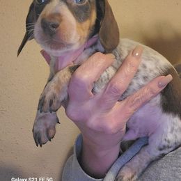 TOBY - Piebald male Dachshund puppy in Antlers, Oklahoma from MoMo's Dachshunds