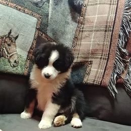 Australian Shepherd Puppies from Kendra Phillips