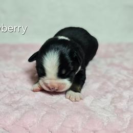Strawberry - Black tri female Miniature Australian Shepherd puppy in Owensboro, Kentucky from JnT's Bluegrass Mini Aussies