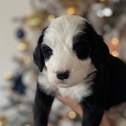 Green - Sheepadoodle puppy from Luv My Doodle